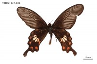 藏品(紅珠鳳蝶)的圖片